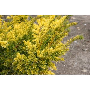 Tis obyčajný (Taxus baccata) ´SEMPERAUREA´ - výška: 20-30 cm, kont. C3L